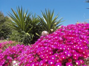 Algarve Ferienhäuser‎ Ingrina Sol Bungalow Buganvilia